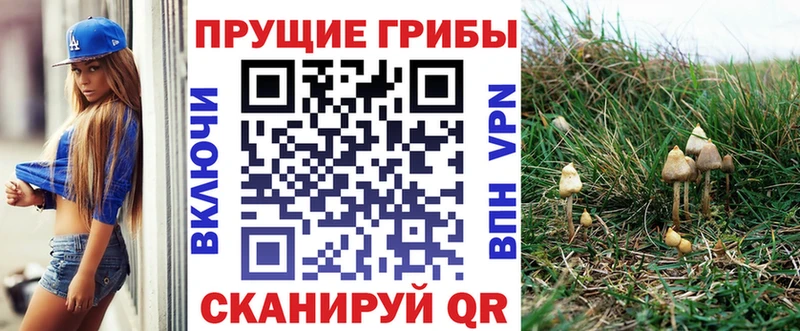 сколько стоит Мценск Псилоцибиновые грибы Magic Shrooms